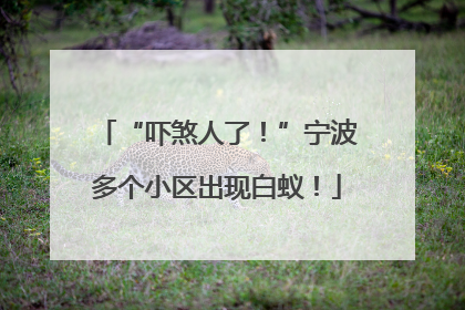 “吓煞人了！”宁波多个小区出现白蚁！