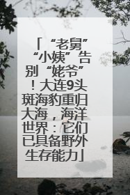 “老舅”“小姨”告别“姥爷”！大连9头斑海豹重归大海，海洋世界：它们已具备野外生存能力