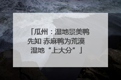 瓜州：湿地景美鸭先知 赤麻鸭为荒漠湿地“上大分”