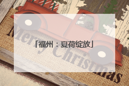 福州：夏荷绽放