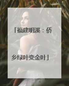 福建明溪：侨乡绿叶变金叶