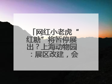 网红小老虎“红糖”将暂停展出？上海动物园：展区改建，会安排展出计划