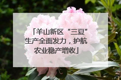 羊山新区“三夏”生产全面发力，护航农业稳产增收
