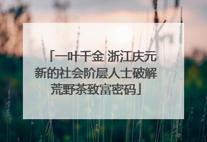 一叶千金 浙江庆元新的社会阶层人士破解荒野茶致富密码