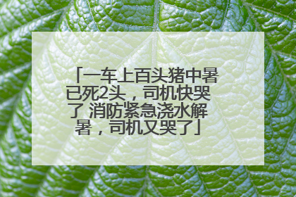 一车上百头猪中暑已死2头，司机快哭了 消防紧急浇水解暑，司机又哭了