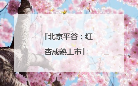北京平谷：红杏成熟上市