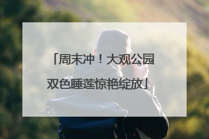 周末冲！大观公园双色睡莲惊艳绽放