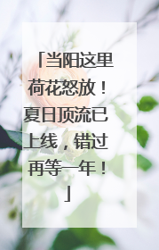 当阳这里荷花怒放！夏日顶流已上线，错过再等一年！