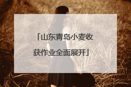 山东青岛小麦收获作业全面展开