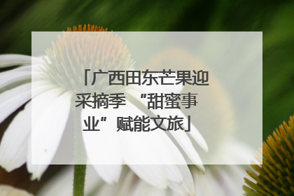 广西田东芒果迎采摘季 “甜蜜事业”赋能文旅