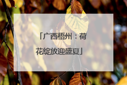 广西梧州：荷花绽放迎盛夏