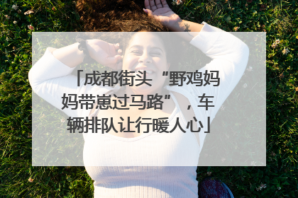 成都街头“野鸡妈妈带崽过马路”，车辆排队让行暖人心