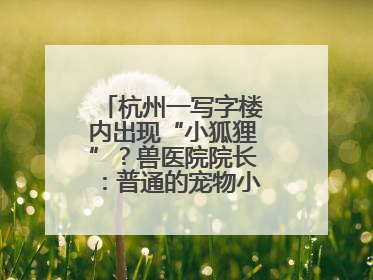 杭州一写字楼内出现“小狐狸”？兽医院院长：普通的宠物小狗，像狐狸犬