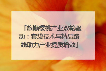 旅顺樱桃产业双轮驱动：套袋技术与精品路线助力产业提质增效