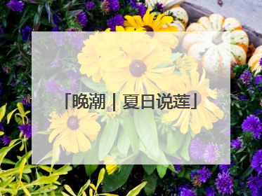 晚潮｜夏日说莲