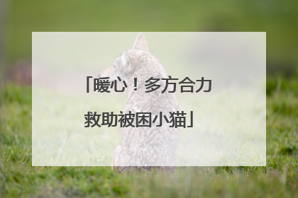 暖心！多方合力救助被困小猫