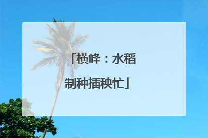 横峰：水稻制种插秧忙