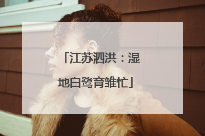 江苏泗洪：湿地白鹭育雏忙