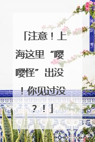 注意！上海这里“嘤嘤怪”出没！你见过没？！