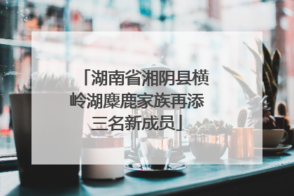 湖南省湘阴县横岭湖麋鹿家族再添三名新成员