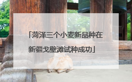 菏泽三个小麦新品种在新疆戈壁滩试种成功