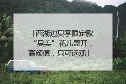 西湖边夏季限定款“臭美”花儿盛开，高颜值，只可远观