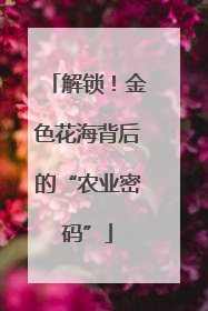 解锁！金色花海背后的“农业密码”