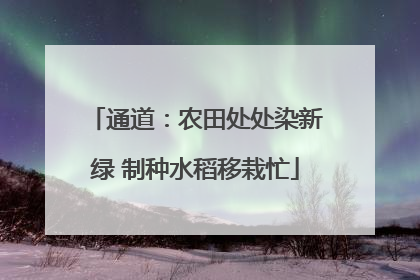 通道：农田处处染新绿 制种水稻移栽忙