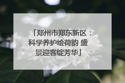 郑州市郑东新区：科学养护绘荷韵 盛景迎客绽芳华