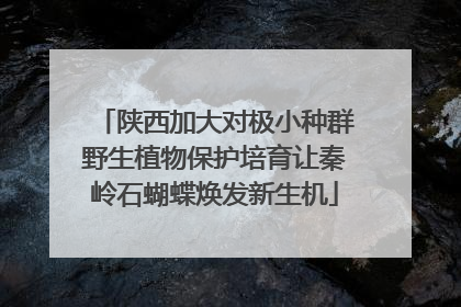陕西加大对极小种群野生植物保护培育让秦岭石蝴蝶焕发新生机