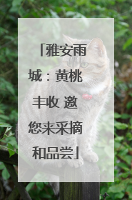 雅安雨城：黄桃丰收 邀您来采摘和品尝