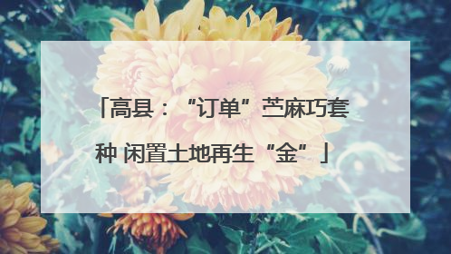 高县：“订单”苎麻巧套种 闲置土地再生“金”