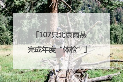107只北京雨燕完成年度“体检”